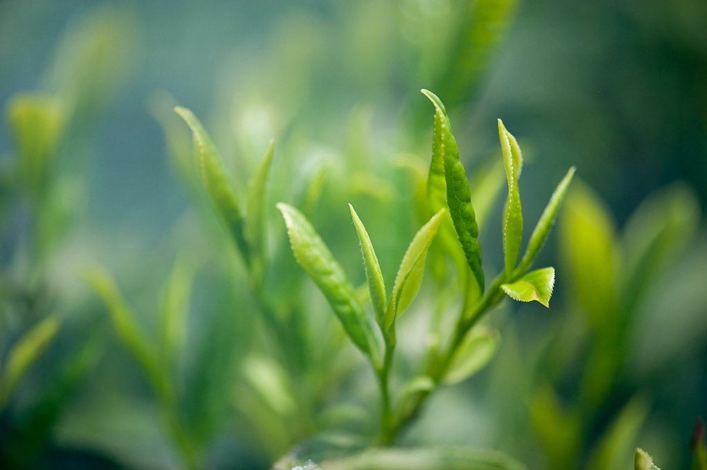 茶葉特寫照片